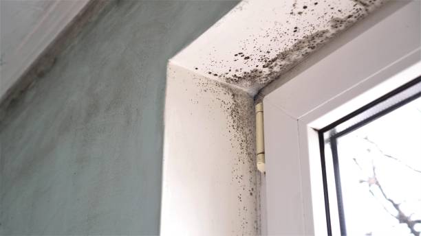 Best Local Mold Removal Service  in Mount Union, PA