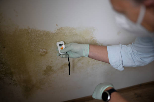 Best Black Mold Removal  in Mount Union, PA