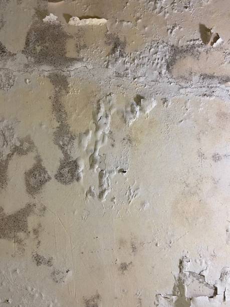 Best Mold Removal Company Near Me  in Mount Union, PA