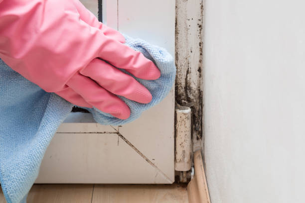 Best Office Mold Removal Services  in Mount Union, PA